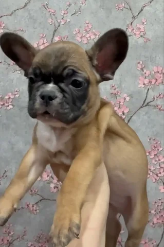 Продажа щенка французского бульдога - Кошки/Котята в Волгоград
