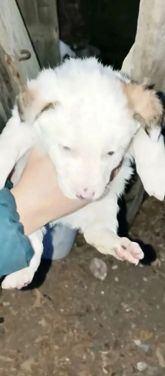 Щенки ищут дом в Волгограде - Собаки (Животные) в Волгоград