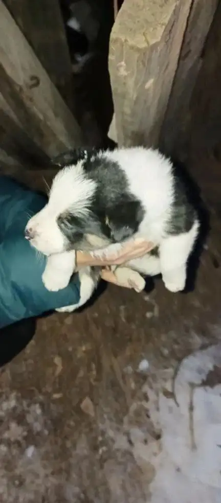 Щенки ищут дом в Волгограде - Собаки (Животные) в Волгоград