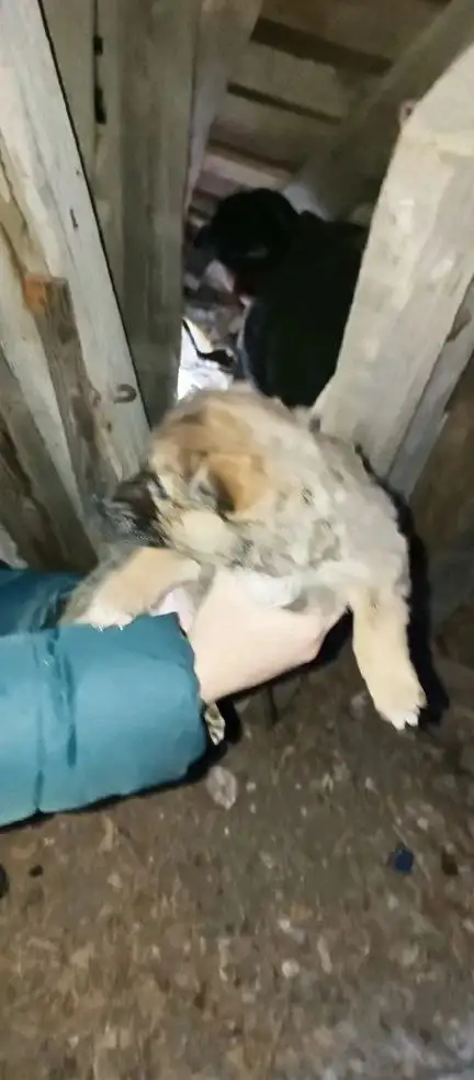 Щенки ищут дом в Волгограде - Собаки (Животные) в Волгоград