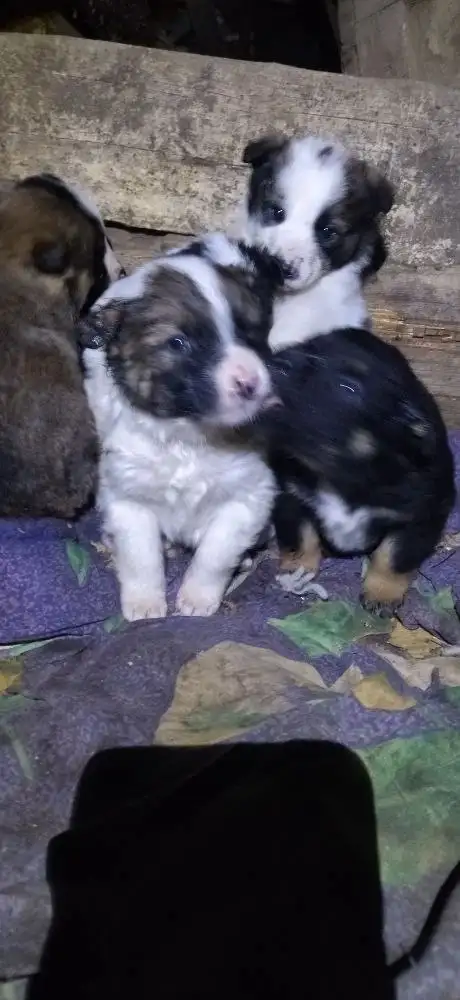 Щенки ищут дом в Волгограде - Собаки (Животные) в Волгоград