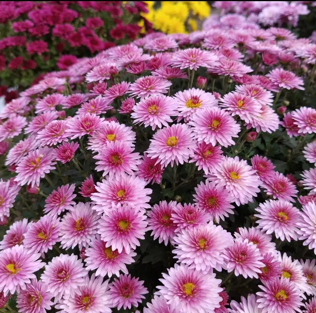 Набор хризантем и другие растения - Растения (Хобби и отдых) в Волгоград