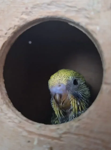 Продажа волнистых попугаев в Волгограде - Кошки/Котята в Волгоград