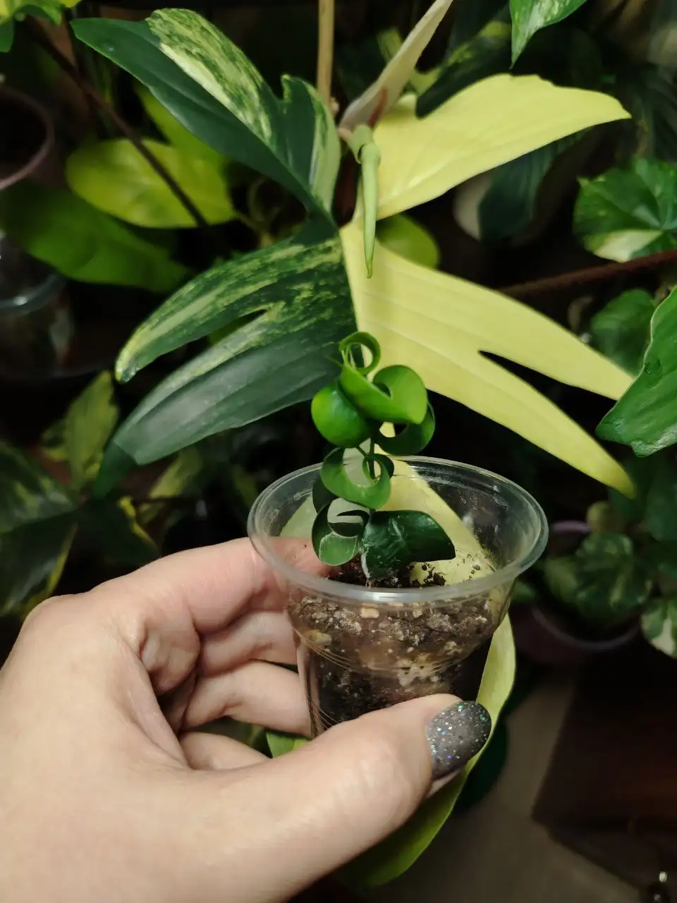 Продажа комнатных растений - Растения (Хобби и отдых) в Волгоград