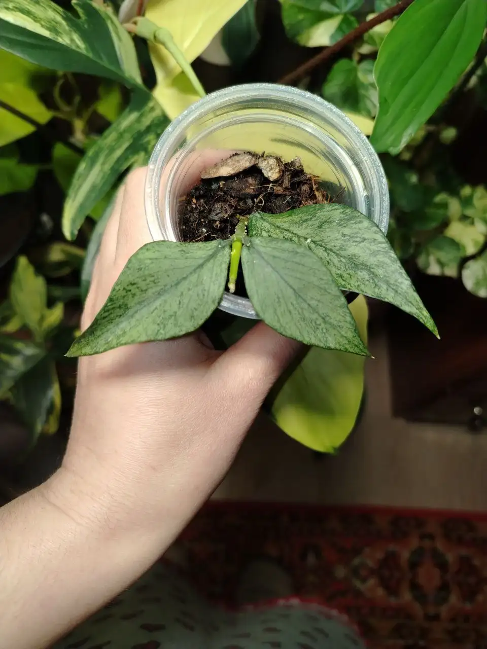 Продажа комнатных растений - Растения (Хобби и отдых) в Волгоград