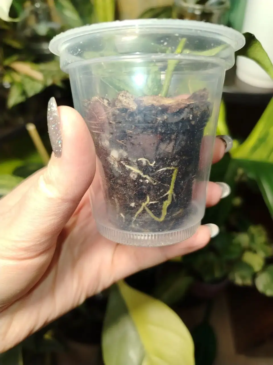 Продажа комнатных растений - Растения (Хобби и отдых) в Волгоград