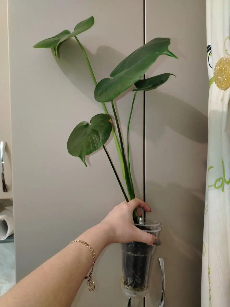 Продажа комнатных растений - Растения (Хобби и отдых) в Волгоград