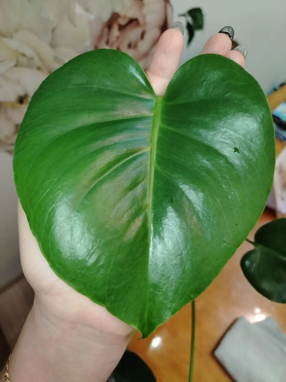 Продажа комнатных растений - Растения (Хобби и отдых) в Волгоград