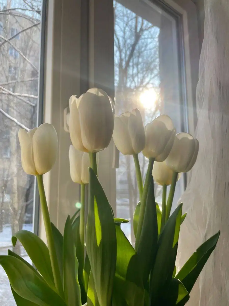 Предзаказ белых тюльпанов в Волгограде - Цветы (Хобби и отдых) в Волгоград