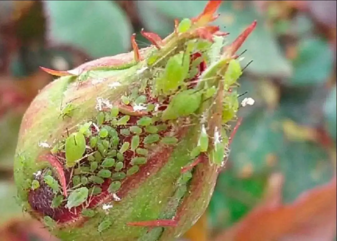 Обработка садовых участков от вредителей и болезней растений - Сад и огород (Услуги) в Волгоград