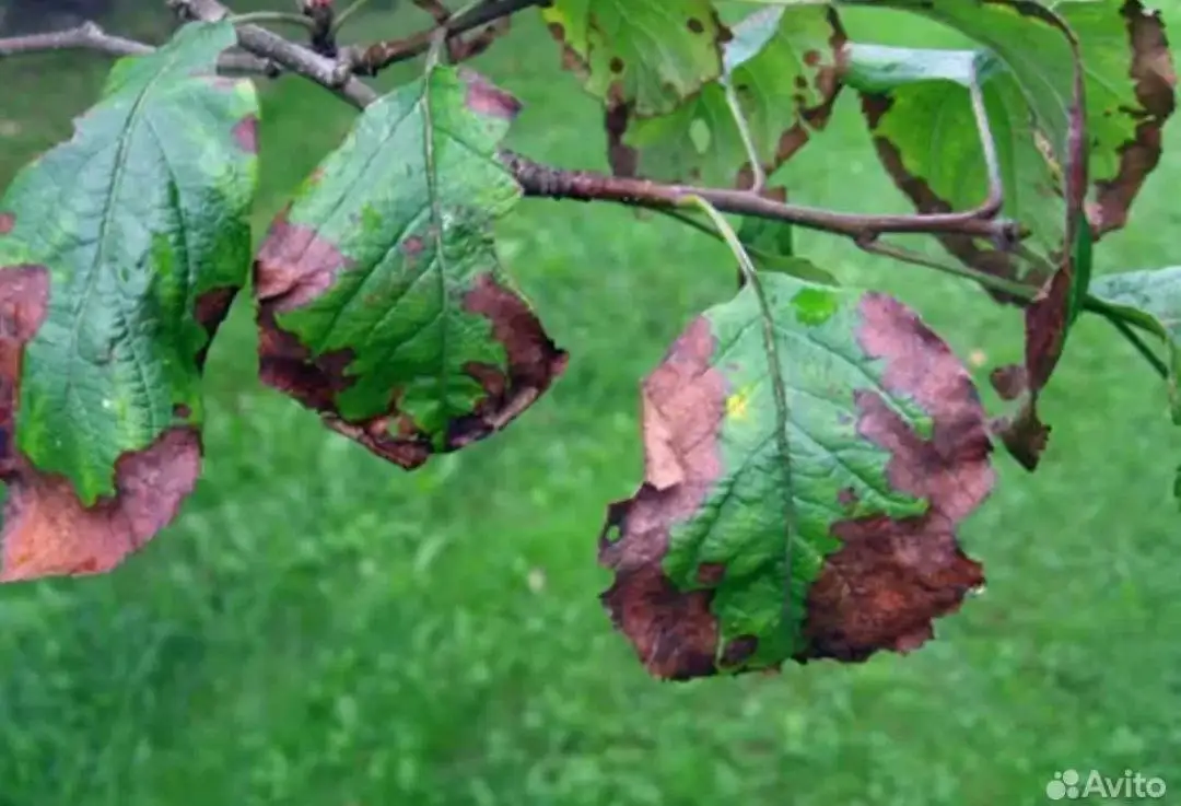 Обработка садовых участков от вредителей и болезней растений - Сад и огород (Услуги) в Волгоград