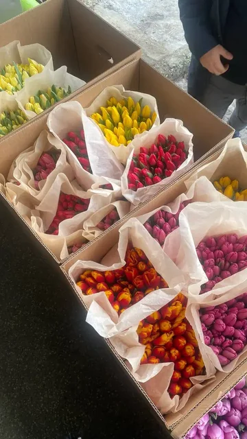 Тюльпаны для сада в Волгограде - Садоводство в Волгоград