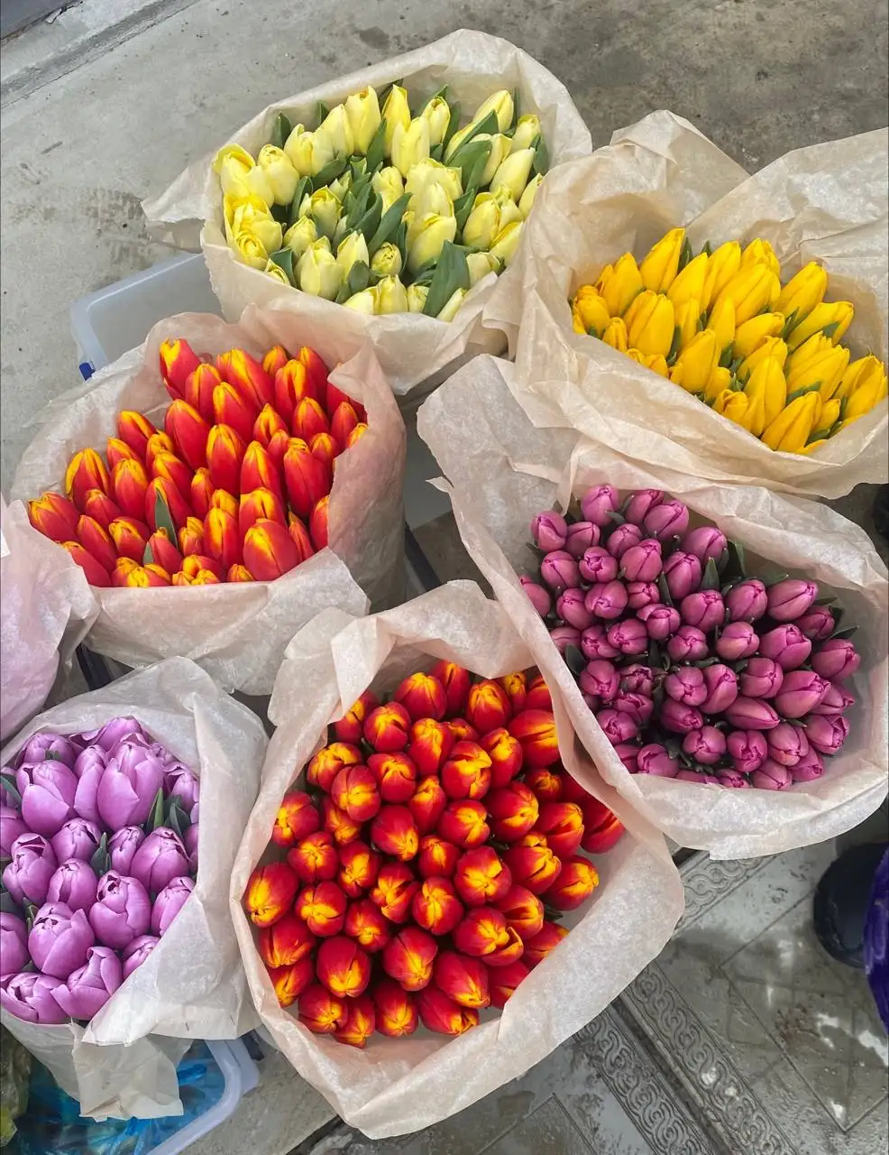 Тюльпаны для сада в Волгограде - Садоводство (Хобби и отдых) в Волгоград