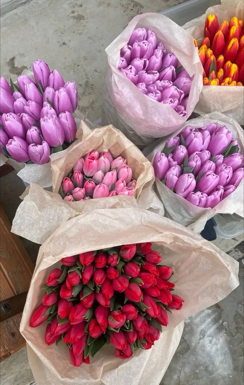 Тюльпаны для сада в Волгограде - Садоводство (Хобби и отдых) в Волгоград
