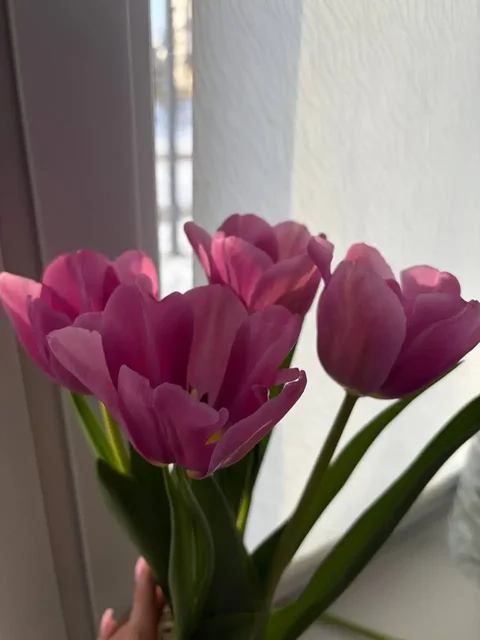 Тюльпаны от Елизаветы в Волгограде - Рукоделие и подарки в Волгоград