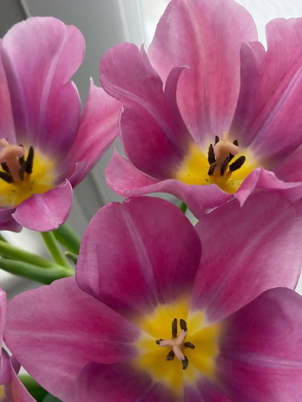 Тюльпаны от Елизаветы в Волгограде - Цветы (Хобби и отдых) в Волгоград