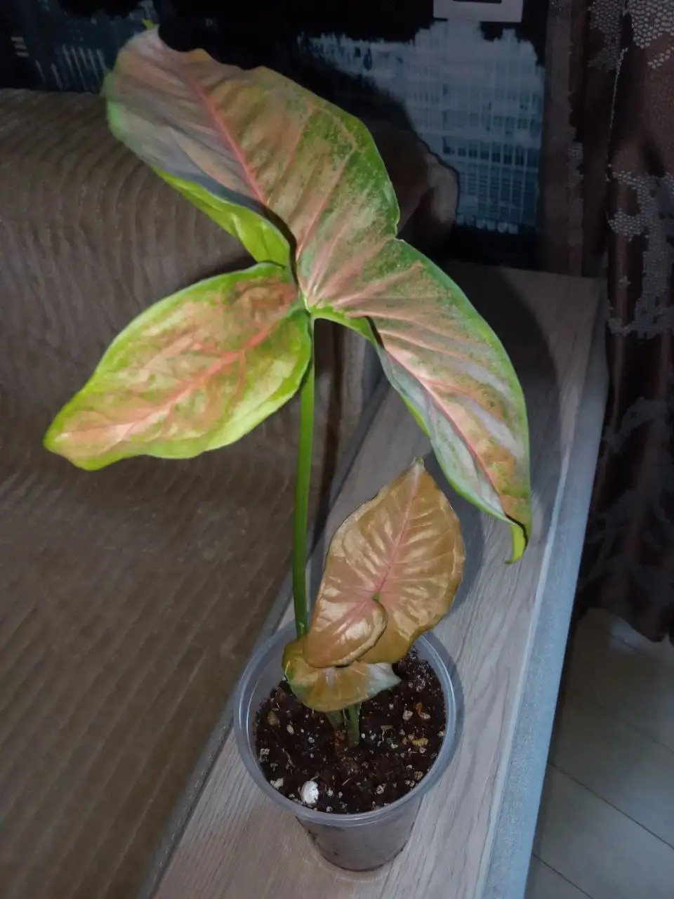 Сингониум Ред строуберри - Растения (Хобби и отдых) в Волгоград