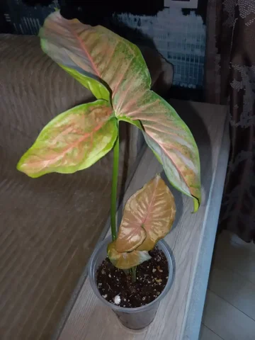 Сингониум Ред строуберри - Экскурсии в Волгоград