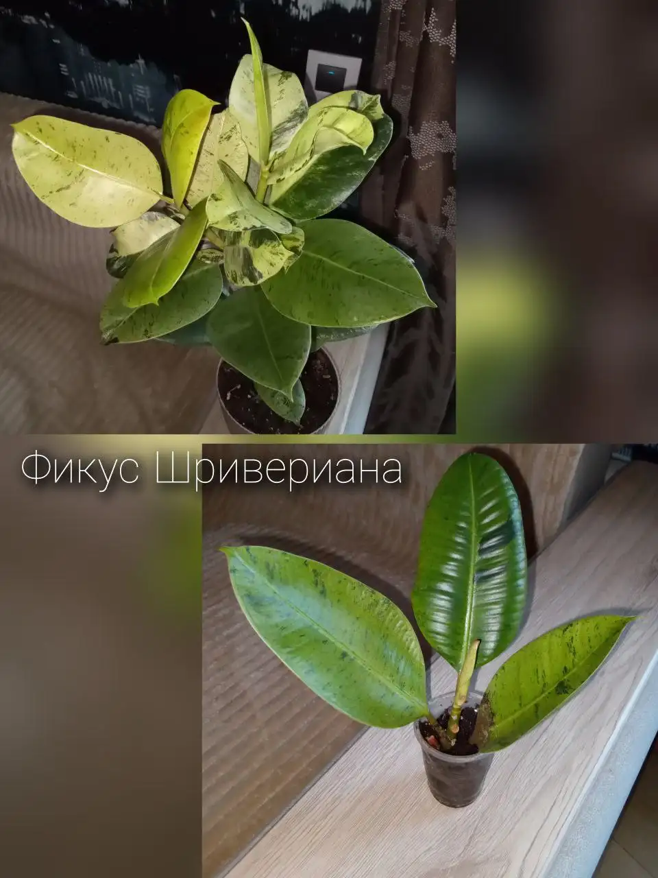 Объявление из чата Родниковая долина Волгоград - Услуги в Волгоград