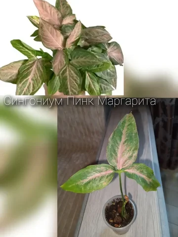 Объявление из Волгограда - Строительство и ремонт в Волгоград