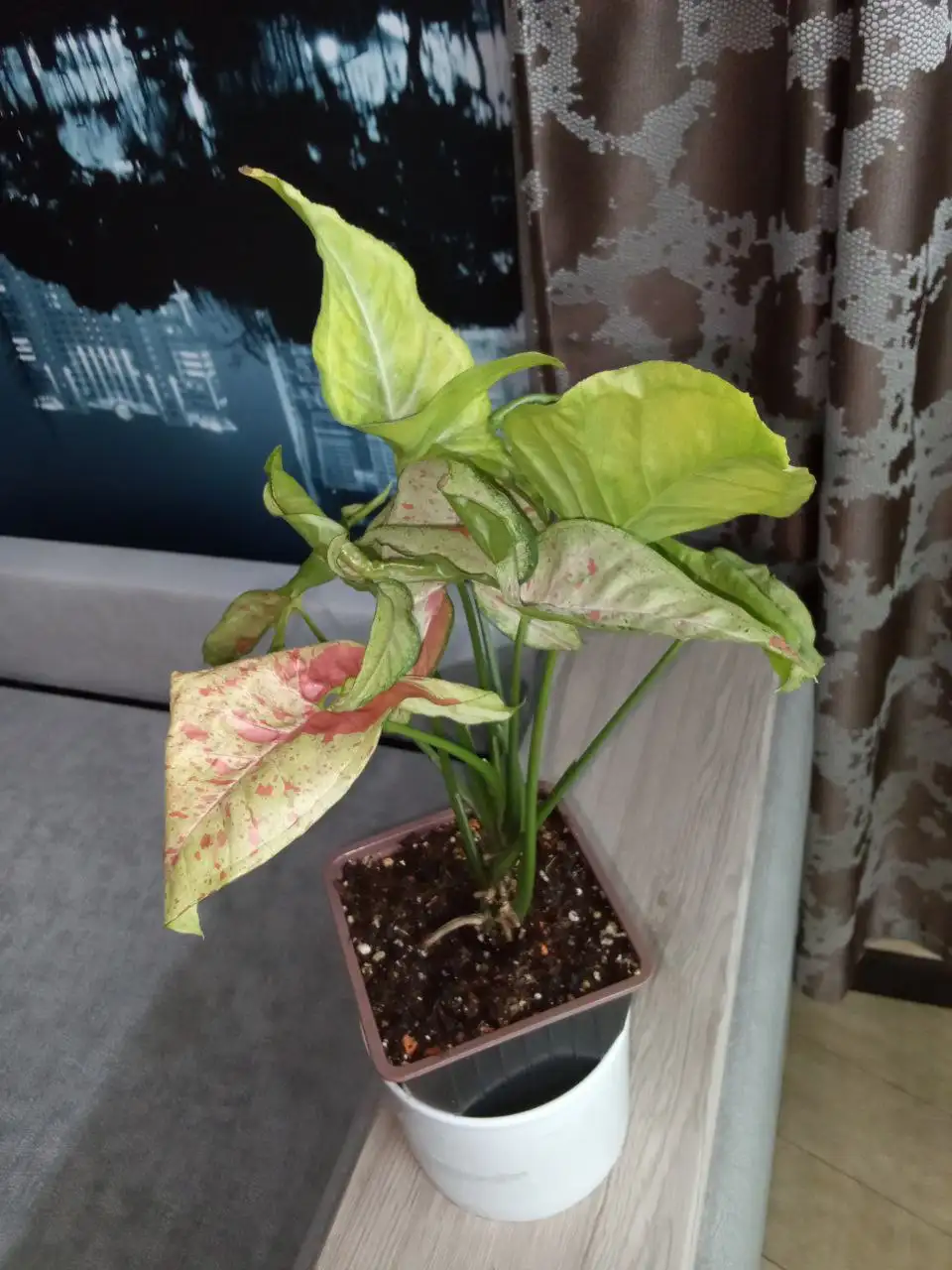 Сингониум конфетти - Барахолка в Волгоград