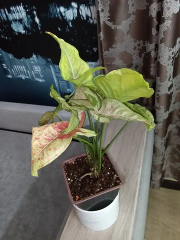 Сингониум конфетти - Клетки для животных в Волгоград