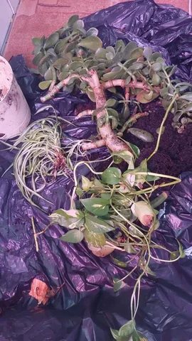 Отдам Ост 40мсч - Клетки для животных в Волгоград