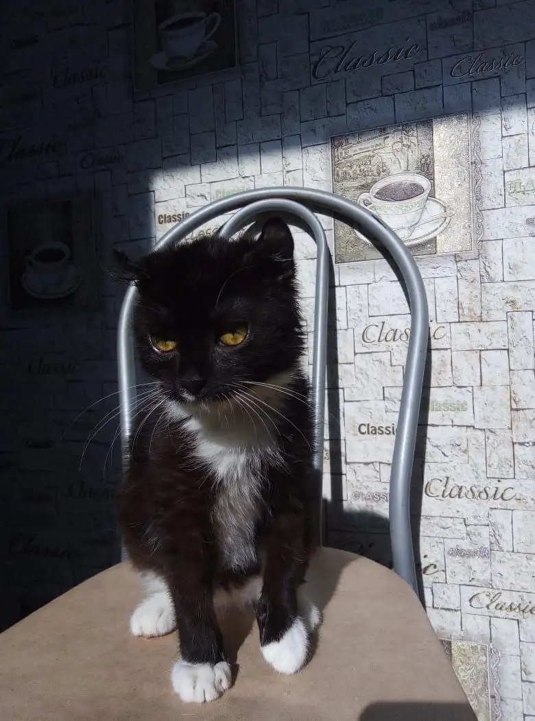 Котенок ищет дом и добрых хозяев - Кошки (Животные) в Волгоград