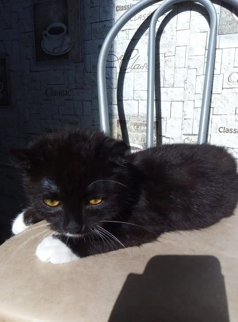 Котенок ищет дом и добрых хозяев - Кошки (Животные) в Волгоград