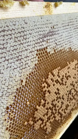 Продажа натурального мёда и продуктов пчеловодства - Экскурсии в Волгоград