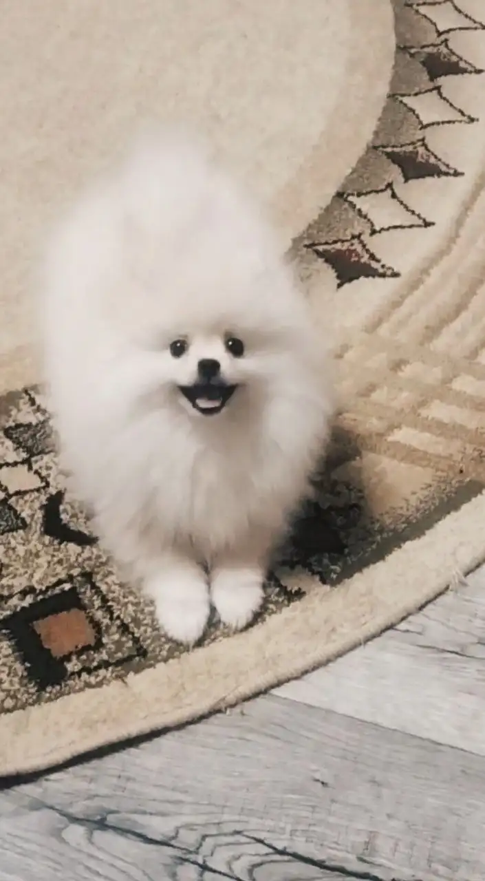 Продажа щенка шпица 3,5 месяца - Собаки (Животные) в Волгоград