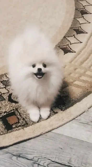 Продажа щенка шпица 3,5 месяца - Благотворительность в Волгоград