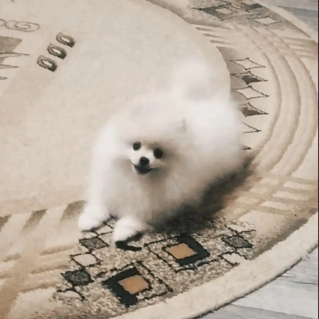 Продажа щенка шпица 3,5 месяца - Собаки (Животные) в Волгоград