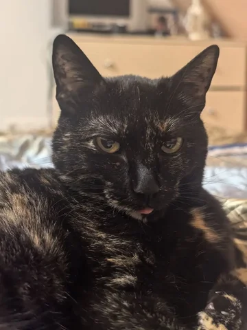 Повышение цен на стерилизацию и кастрацию животных в мае - Окна в Волгоград