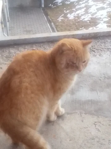 Брошенный кот в Волгограде - Благотворительность в Волгоград