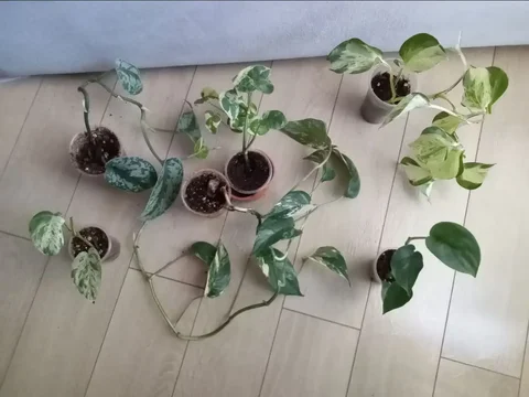 Набор комнатных растений эпипремнум/сциндапсус - Экскурсии в Волгоград