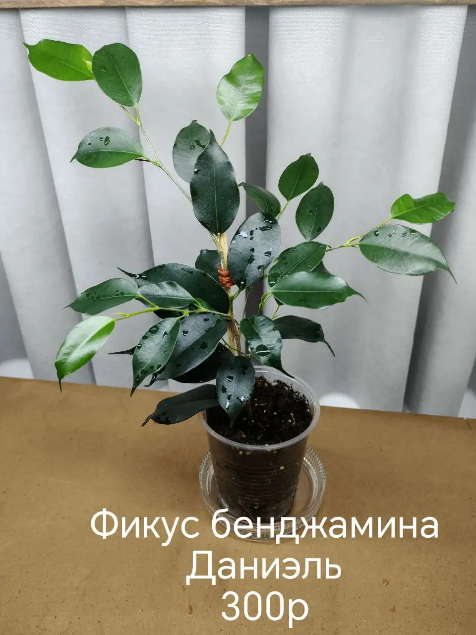 Продам комнатные растения в активном росте - Комнатные растения (Хобби и отдых) в Волгоград