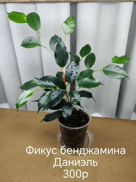 Продам комнатные растения в активном росте - Экскурсии в Волгоград