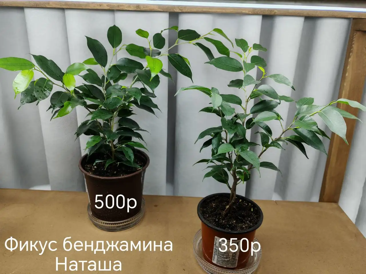 Продам комнатные растения в активном росте - Комнатные растения (Хобби и отдых) в Волгоград