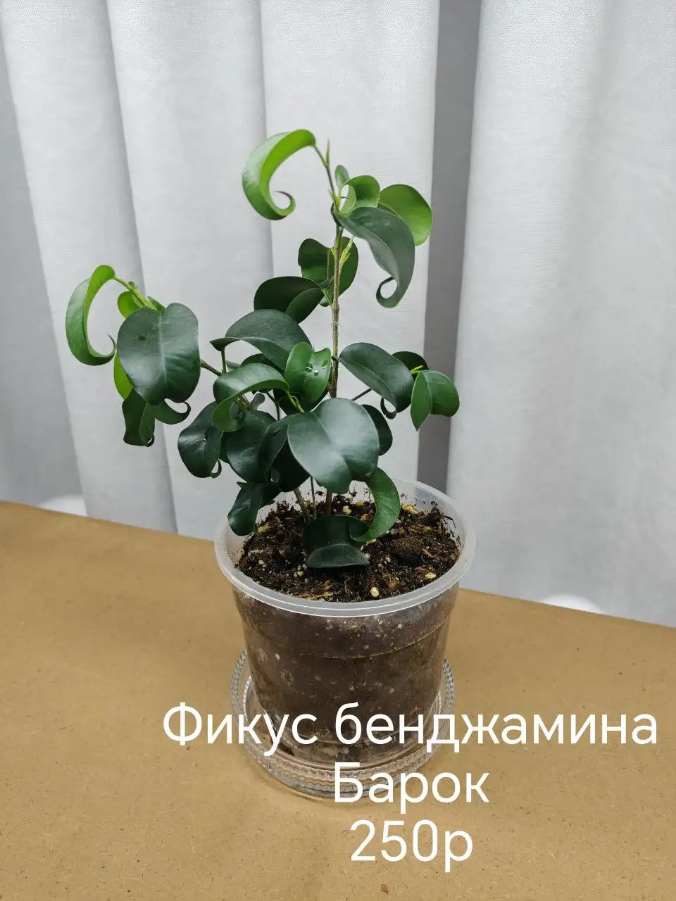 Продам комнатные растения в активном росте - Комнатные растения (Хобби и отдых) в Волгоград