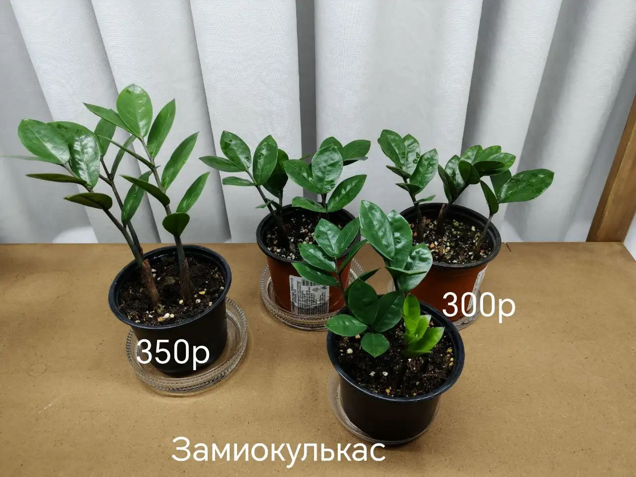 Продам комнатные растения в активном росте - Комнатные растения (Хобби и отдых) в Волгоград