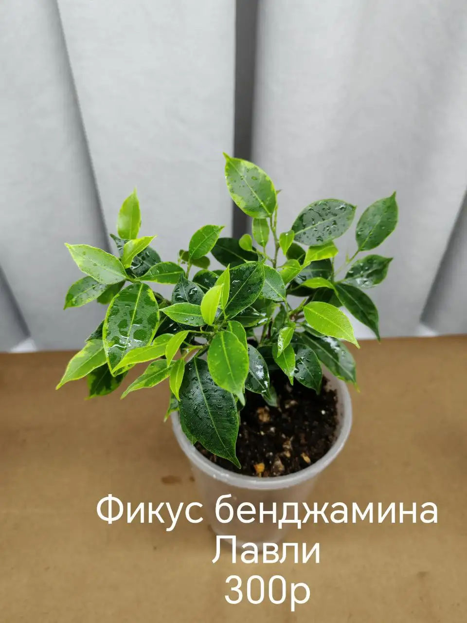 Продам комнатные растения в активном росте - Комнатные растения (Хобби и отдых) в Волгоград