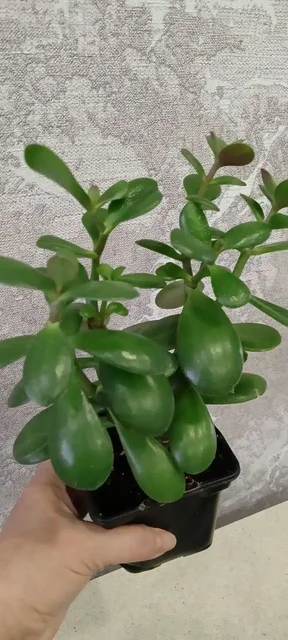 Денежные деревца 21-16 см - Экскурсии в Волгоград