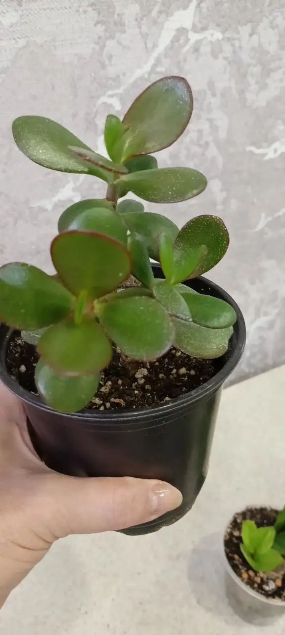 Денежные деревца 21-16 см - Растения (Хобби и отдых) в Волгоград