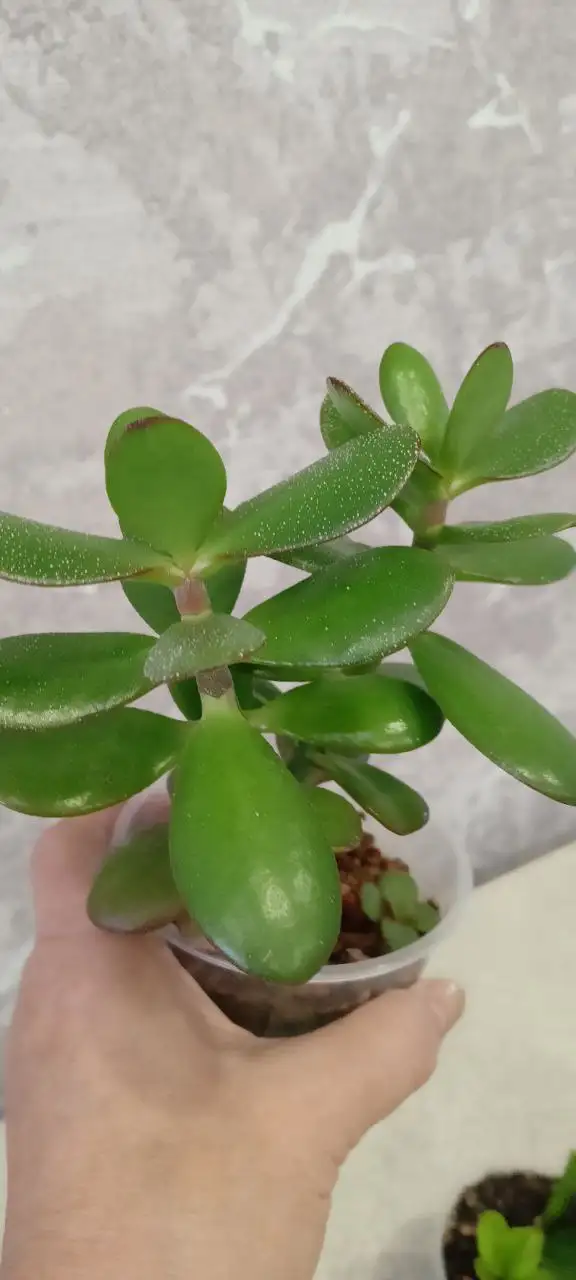 Денежные деревца 21-16 см - Растения (Хобби и отдых) в Волгоград