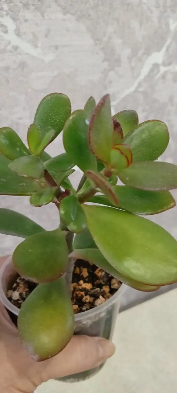 Денежные деревца 21-16 см - Растения (Хобби и отдых) в Волгоград