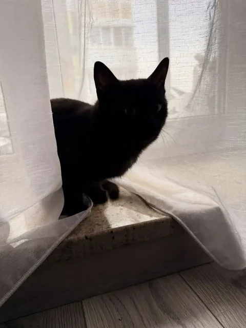 Потерявшаяся кошка в Волгограде - частное объявление в Волгоград