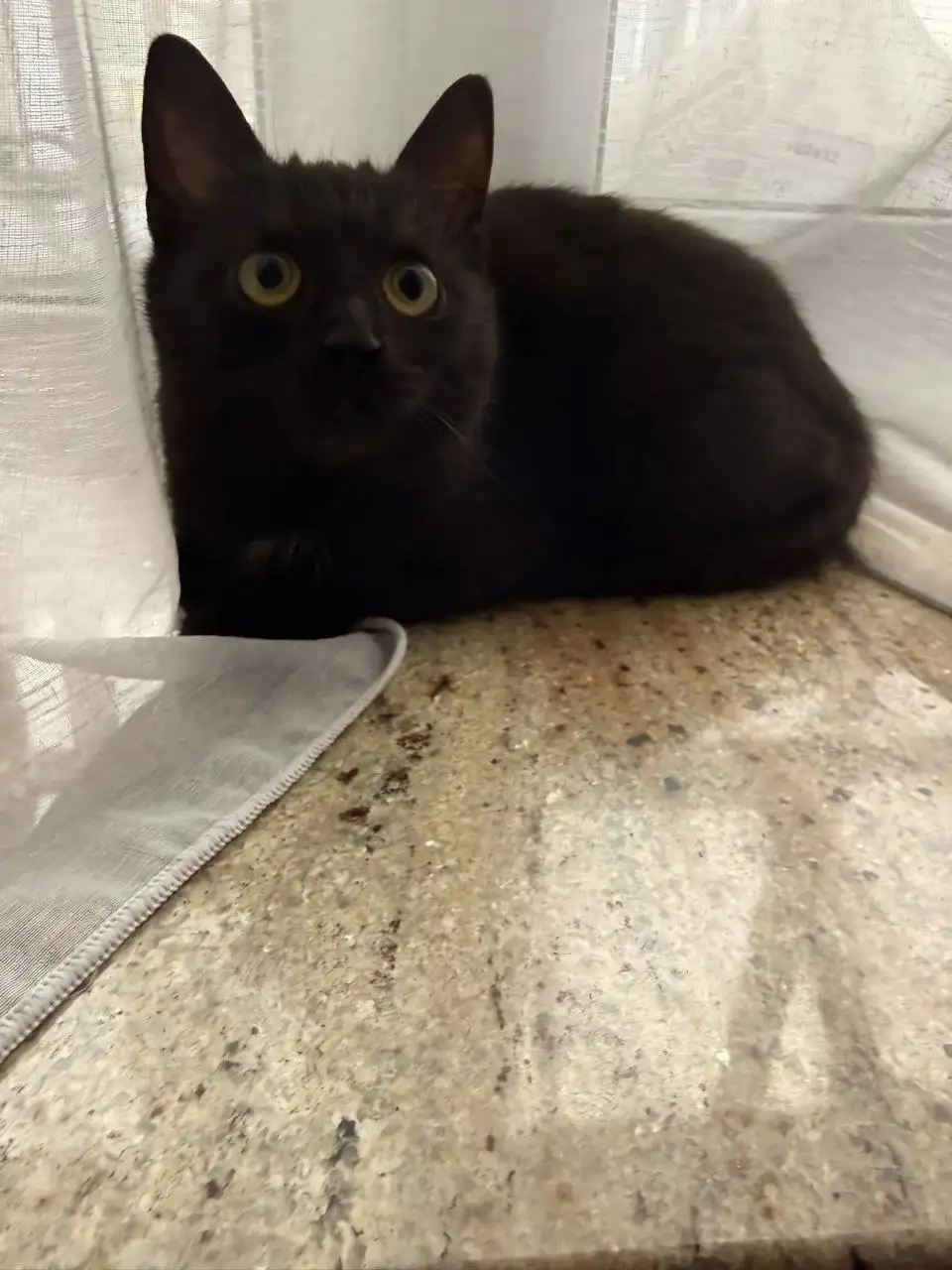 Потерянная домашняя кошка в Волгограде - Кошки (Животные) в Волгоград