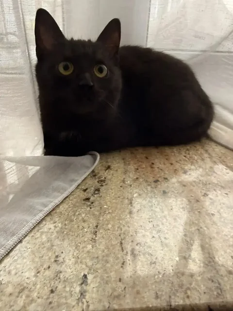 Потерянная домашняя кошка в Волгограде - частное объявление в Волгоград