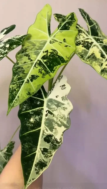 Продажа клубней алоказии фрайдек - Спортивный инвентарь в Волгоград